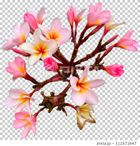 branch of pink orchid 112871647