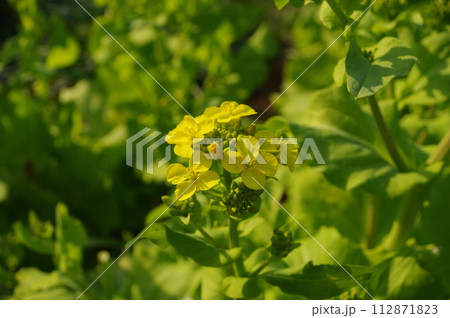 【3月】サントウサイの菜の花 撮影場所:家庭菜園(神奈川県大和市) 【3月】サントウサイの菜の花 撮影場所:家庭菜園(神奈川県大和市) 112871823