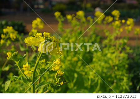 【3月】サントウサイの菜の花 撮影場所:家庭菜園(神奈川県大和市) 【3月】サントウサイの菜の花 撮影場所:家庭菜園(神奈川県大和市) 112872013
