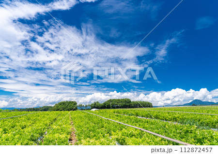 《山梨県》八ヶ岳・夏の田園風景 112872457