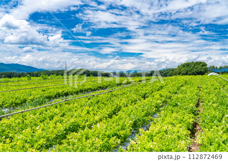 《山梨県》八ヶ岳・夏の田園風景 《山梨県》八ヶ岳・夏の田園風景 112872469