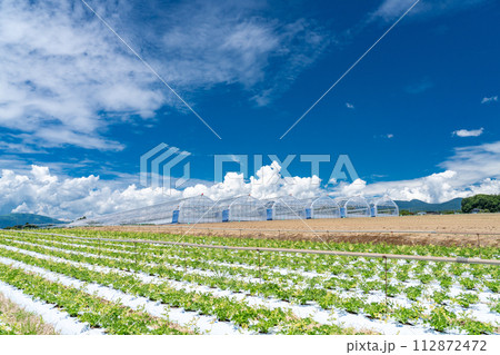 《山梨県》八ヶ岳・夏の田園風景 112872472