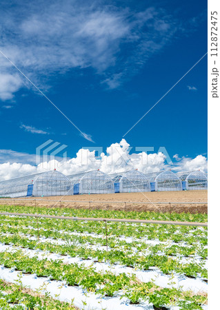 《山梨県》八ヶ岳・夏の田園風景 《山梨県》八ヶ岳・夏の田園風景 112872475