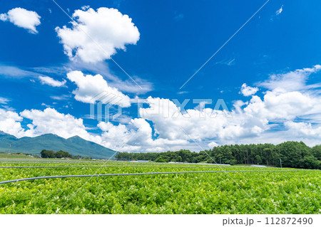《山梨県》八ヶ岳・夏の田園風景 112872490