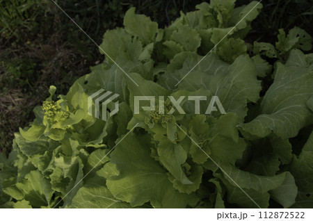 【2月】花がついたサントウサイ　撮影場所：家庭菜園（神奈川県大和市） 112872522