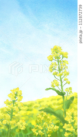 晴天と菜の花畑のイラスト 112872739