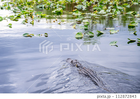 American Allegator swimming in marsh swamp water in the Everglades National Park, Florida 112872843