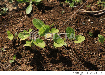 【4月】ごぼうの苗と芽（直播）　撮影場所：家庭菜園（神奈川県大和市）　 112873114