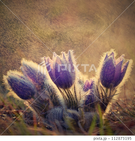Spring flowers. Beautifully blossoming pasque flower and sun with a natural colored background. (Pulsatilla grandis) 112873195