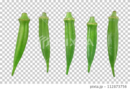 okra illustration real 112873756