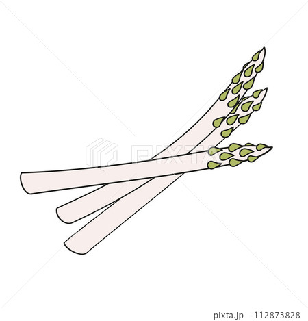 bunch of asparagus color vector illustration bunch of asparagus color vector illustration 112873828
