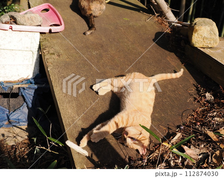 雑木林の中で無邪気に遊ぶネコの可愛い表情 112874030