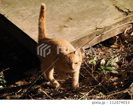 雑木林の中で無邪気に遊ぶネコの可愛い表情 雑木林の中で無邪気に遊ぶネコの可愛い表情 112874033