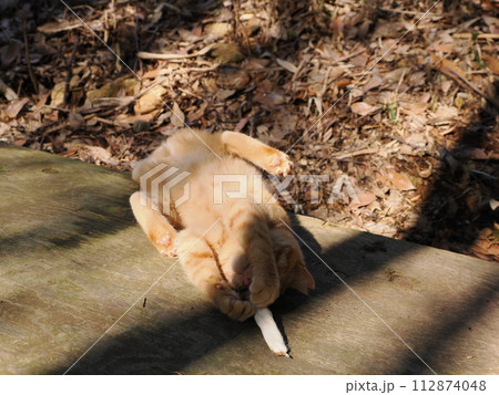 雑木林の中で無邪気に遊ぶネコの可愛い表情 112874048