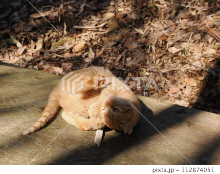 雑木林の中で無邪気に遊ぶネコの可愛い表情 112874051