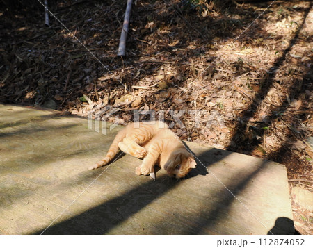 雑木林の中で無邪気に遊ぶネコの可愛い表情 112874052