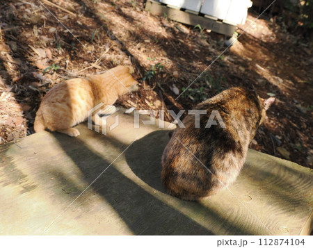 雑木林の中で無邪気に遊ぶネコの可愛い表情 112874104