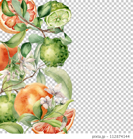 Border of grapefruit and bergamot citrus plants with jasmine flower watercolor isolated illustration. Hand drawn juicy fruit tree branch and flowers in botanical sketch style for aroma products label Border of grapefruit and bergamot citrus plants with jasmine flower watercolor isolated illustration. Hand drawn juicy fruit tree branch and flowers in botanical sketch style for aroma products label 112874144