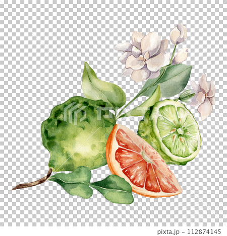 Citrus fruits and jasmine branch watercolor illustration isolated on white. Bergamot hand drawn. Fresh summer composition with sliced citrus ripe drawing. Design for packaging, label aroma product 112874145