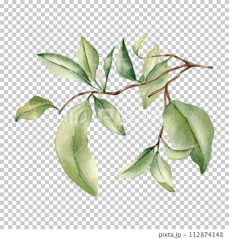 Leaves grapefruit tree watercolor illustration isolated on white. Branch of Citrus fruit tree hand drawn. Botanical art various leaves of mandarin tree. Orange fruit tree leaf painted . Green plants Leaves grapefruit tree watercolor illustration isolated on white. Branch of Citrus fruit tree hand drawn. Botanical art various leaves of mandarin tree. Orange fruit tree leaf painted . Green plants 112874148