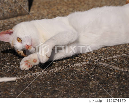 リラックスしている猫 112874170