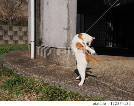 リラックスしている猫 リラックスしている猫 112874186