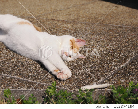 リラックスしている猫 リラックスしている猫 112874194