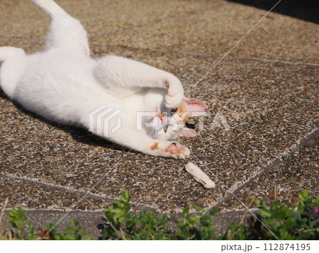 リラックスしている猫 リラックスしている猫 112874195