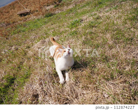 リラックスしている猫 リラックスしている猫 112874227