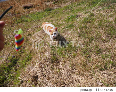 リラックスしている猫 112874230