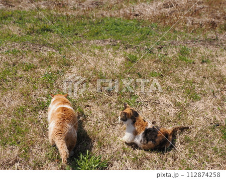 リラックスしている猫 112874258