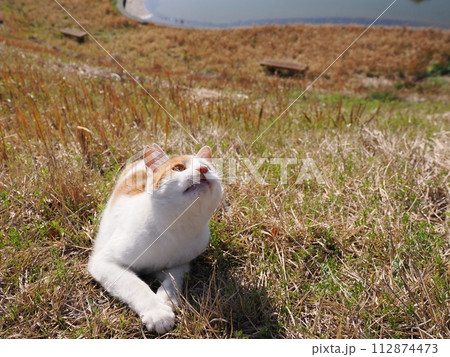 公園で昼寝する猫が時々飛ぶ 112874473