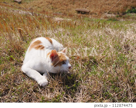 公園で昼寝する猫が時々飛ぶ 112874475