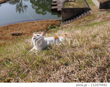 公園で昼寝する猫が時々飛ぶ 公園で昼寝する猫が時々飛ぶ 112874482