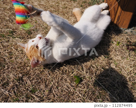 公園で昼寝する猫が時々飛ぶ 112874495