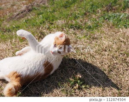 公園で昼寝する猫が時々飛ぶ 公園で昼寝する猫が時々飛ぶ 112874504
