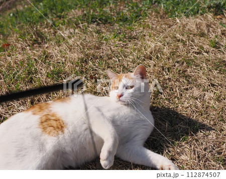 公園で昼寝する猫が時々飛ぶ 公園で昼寝する猫が時々飛ぶ 112874507