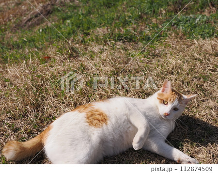公園で昼寝する猫が時々飛ぶ 112874509