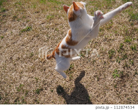 公園で昼寝する猫が時々飛ぶ 112874534
