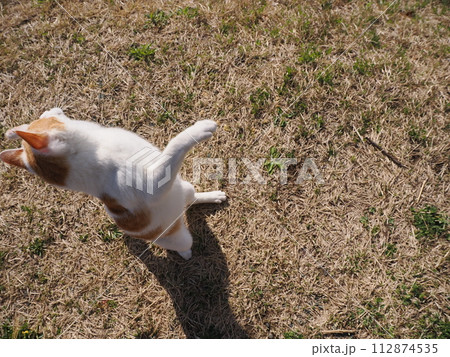 公園で昼寝する猫が時々飛ぶ 112874535