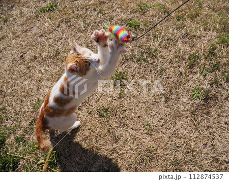 公園で昼寝する猫が時々飛ぶ 公園で昼寝する猫が時々飛ぶ 112874537