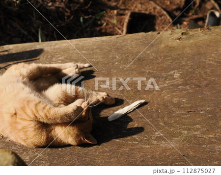 無邪気に遊ぶ可愛い子猫の愛くるしい表情 無邪気に遊ぶ可愛い子猫の愛くるしい表情 112875027