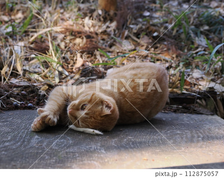 無邪気に遊ぶ可愛い子猫の愛くるしい表情 無邪気に遊ぶ可愛い子猫の愛くるしい表情 112875057