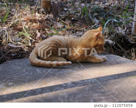 無邪気に遊ぶ可愛い子猫の愛くるしい表情 無邪気に遊ぶ可愛い子猫の愛くるしい表情 112875059