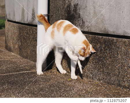 一人遊びする可愛いネコ 一人遊びする可愛いネコ 112875207