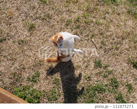 一人遊びする可愛いネコ 一人遊びする可愛いネコ 112875271