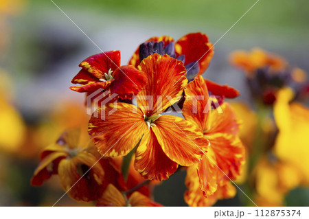 colored spring flowers  112875374