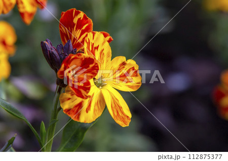 colored spring flowers  112875377