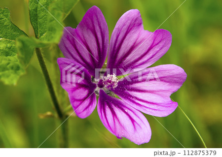 garden flower garden flower 112875379