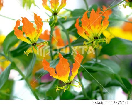 切り花 グロリオサ 切り花 グロリオサ 112875751